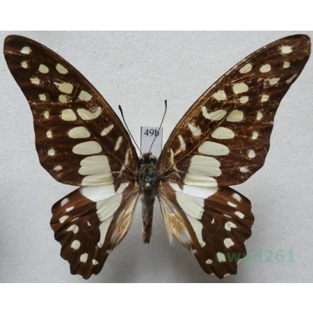 Graphium eurypylus Linnaeus, 1758 Malaysia 59mm49b